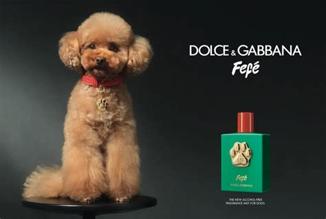 dolce and gabbana dog perfume price|dolce gabbana unisex perfume.